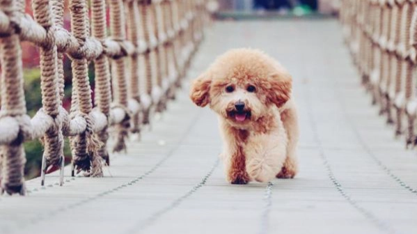 貴賓犬性格 貴賓犬性格