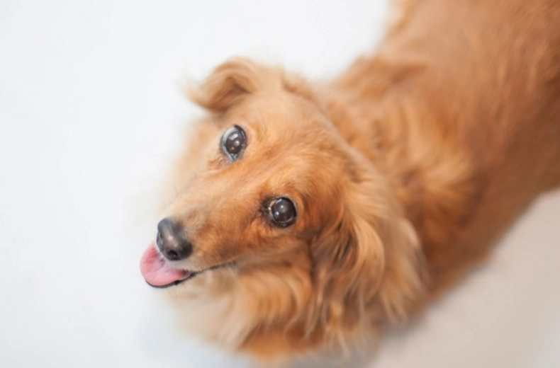 狗狗後腳癱瘓治療 狗狗後腳癱瘓治療