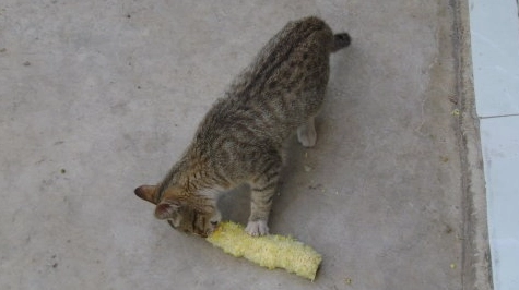 貓咪吃糯米玉米 貓咪吃糯米玉米