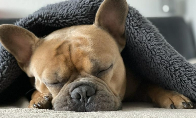 狗唾液健康風險