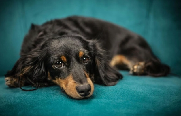 臘腸狗走路異常 臘腸狗走路異常