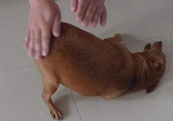 狗摸屁股技巧