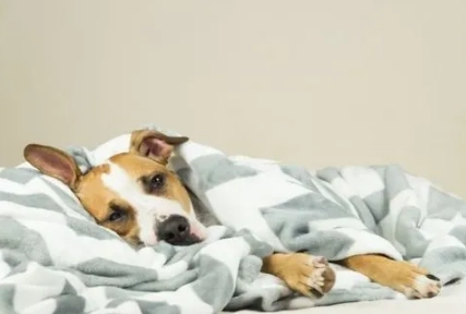 狗體溫正常範圍