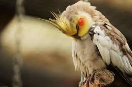 鳥類健康風險 鳥類健康風險