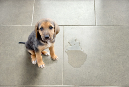 幼犬定點大小便