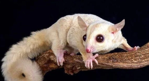 蜜袋鼯健康問題