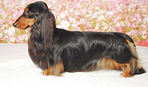 長毛臘腸狗飼養 長毛臘腸狗飼養