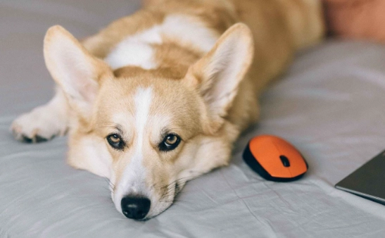 狗狗安全訓練 狗狗安全訓練