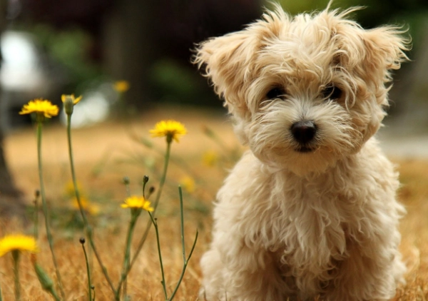 寵物腫瘤治療 寵物腫瘤治療
