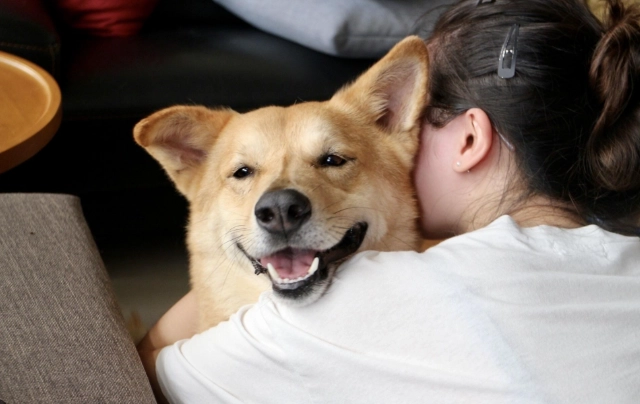 狗狗身上紅腫塊