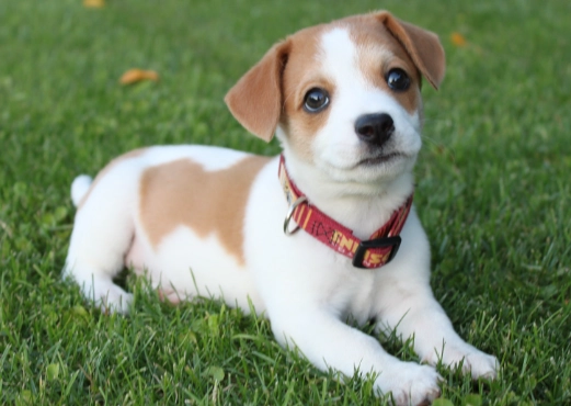 狗狗黑色腫塊 狗狗黑色腫塊