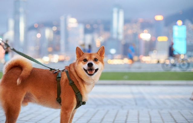 狗狗身上黑點 狗狗身上黑點