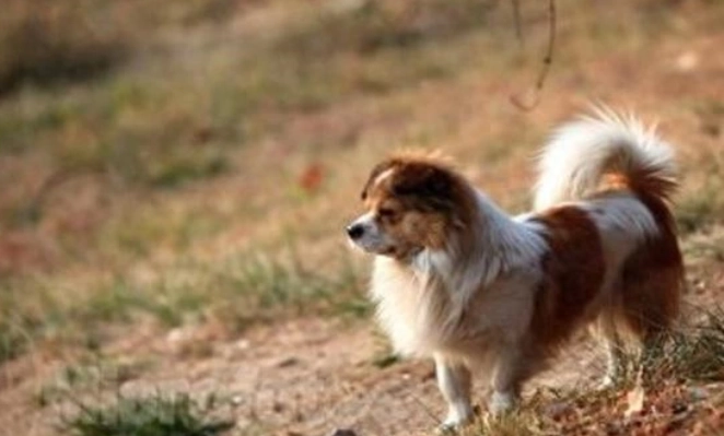 狗狗安全訓練 狗狗安全訓練