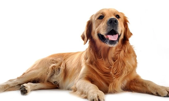 寵物皮膚問題診斷