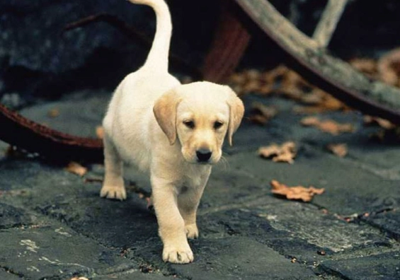 狗狗驅蟲藥比較