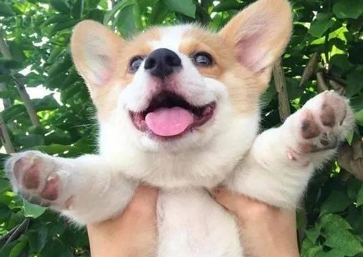 寵物急救處理 寵物急救處理