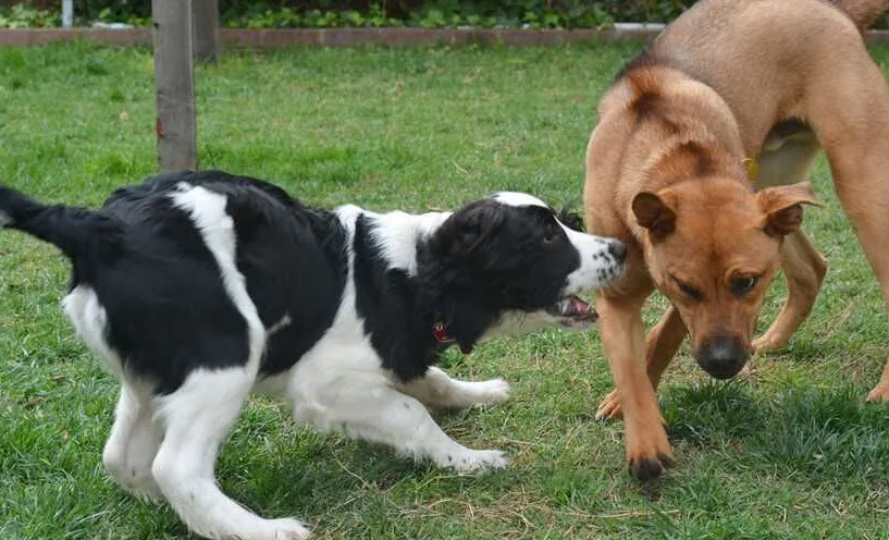 狗狗腫塊治療 狗狗腫塊治療