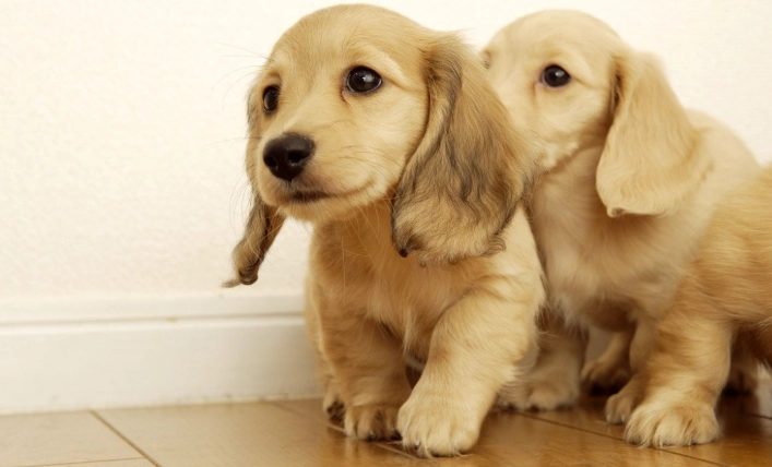 脾臟良性腫瘤症狀 脾臟良性腫瘤症狀