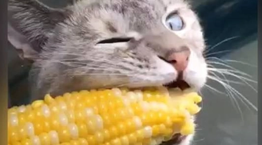 糯米玉米對貓的影響 糯米玉米對貓的影響