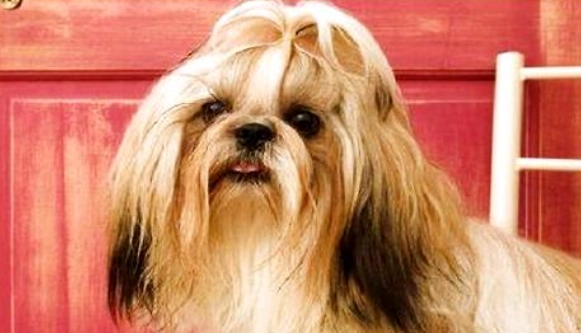 拉薩犬性格特點