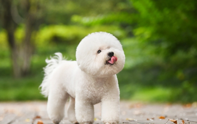 比熊犬體重標準