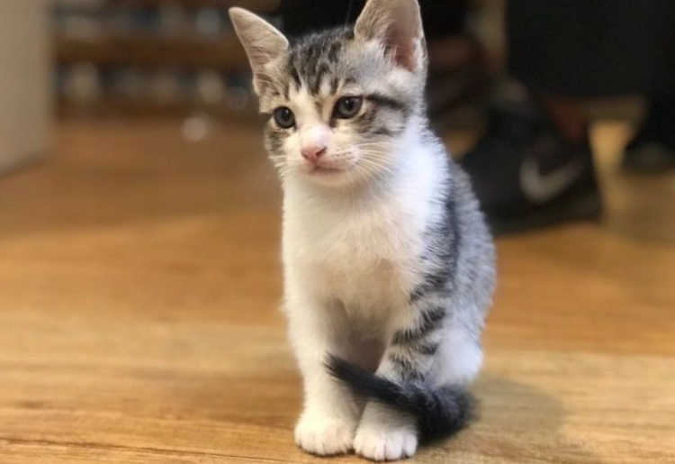 幼貓屁股紅原因