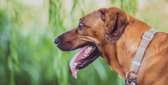 狗狗流口水健康