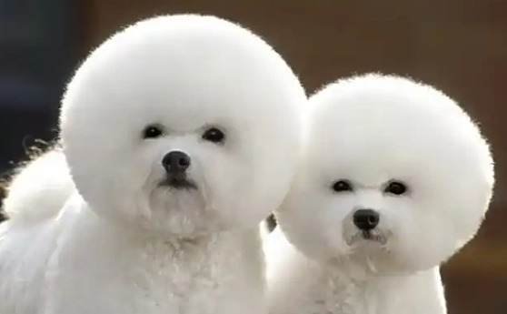 比熊犬體重標準