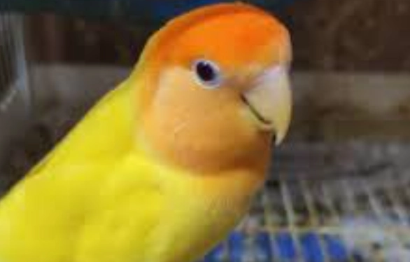 人類感冒病毒鳥類 人類感冒病毒鳥類