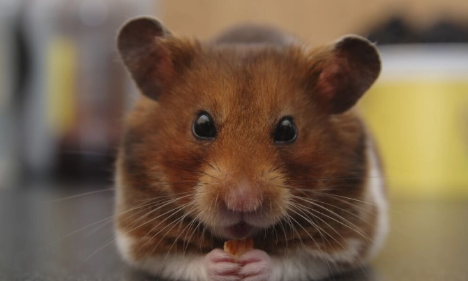 人感冒傳染倉鼠