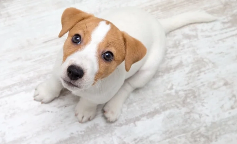 狗狗腫瘤治療 狗狗腫瘤治療