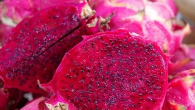 火龍果尿尿變色