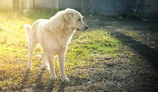 狗狗追尾巴原因
