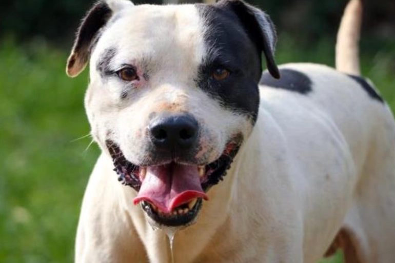 狗唾液健康風險