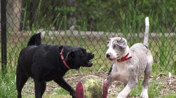 如何纠正狗狗占有欲