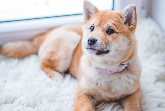 脂肪瘤流血處理 脂肪瘤流血處理