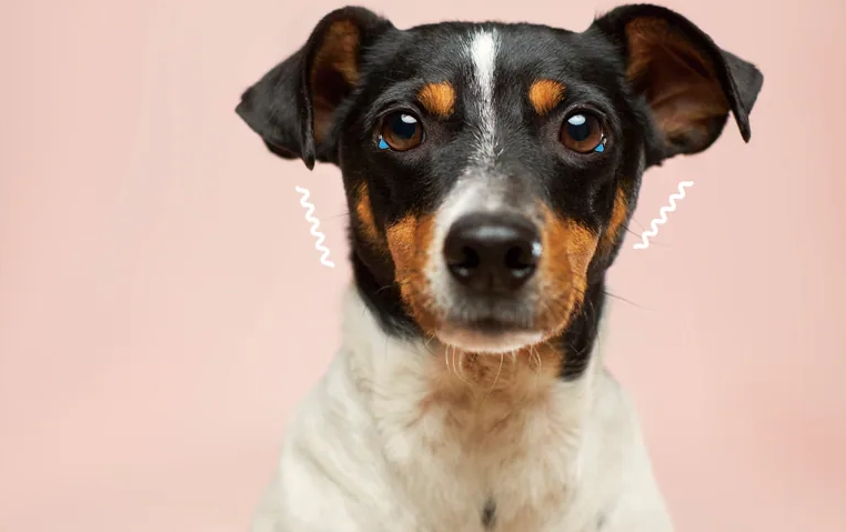 狗狗手術後發抖原因