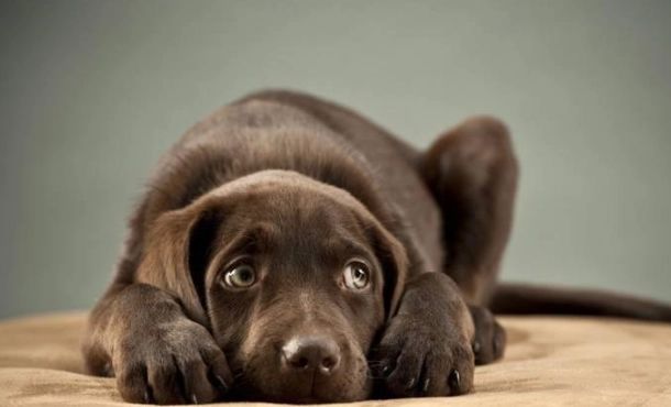 狗狗发抖处理方法