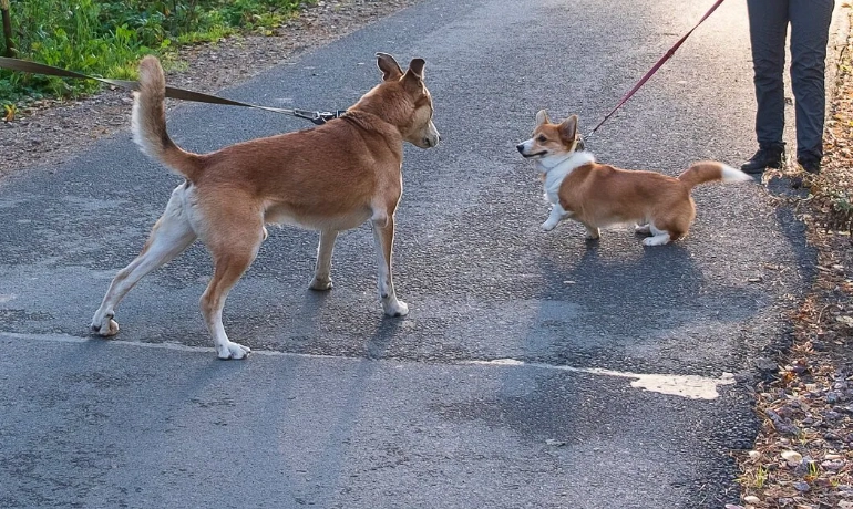 寵物皮下腫塊診斷 寵物皮下腫塊診斷