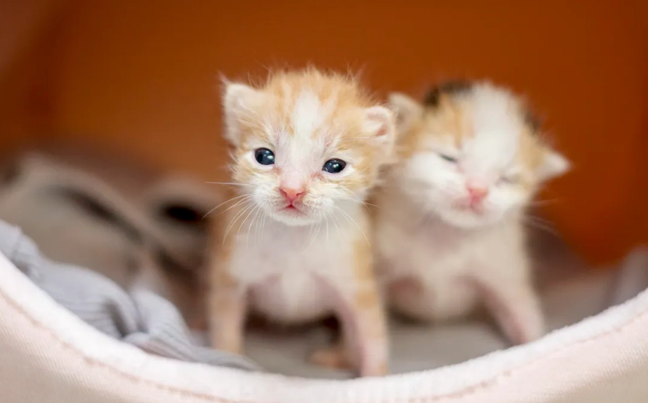 幼貓屁股紅治療