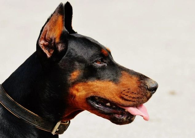 狗流口水行為分析