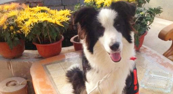 寵物表情心理學