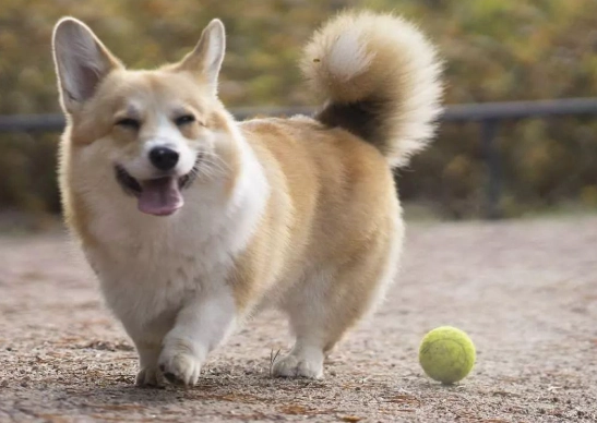 狗狗安全訓練 狗狗安全訓練