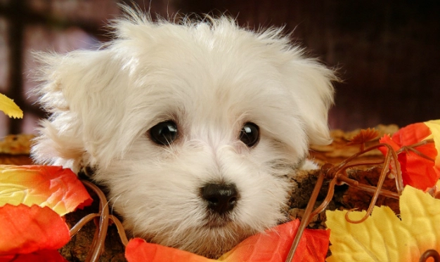 狗狗驅蟲藥哪種好