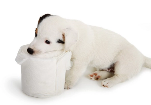 狗狗上廁所訓練方法