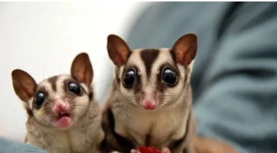 蜜袋鼯健康問題