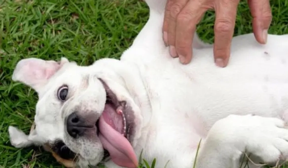 狗狗喜歡被摸原因