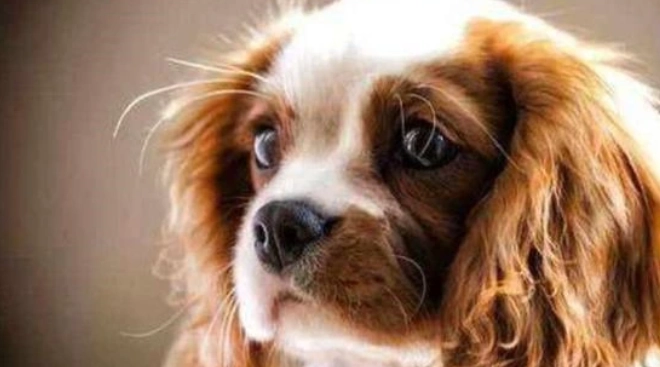 狗狗健康舌头护理