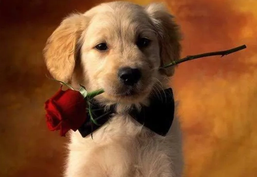 狗肺腫瘤治療 狗肺腫瘤治療