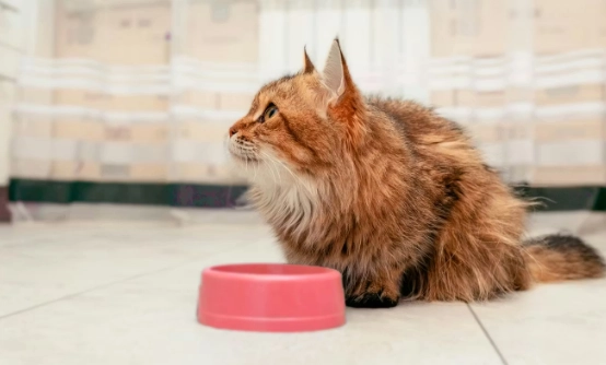 貓行為異常 貓行為異常